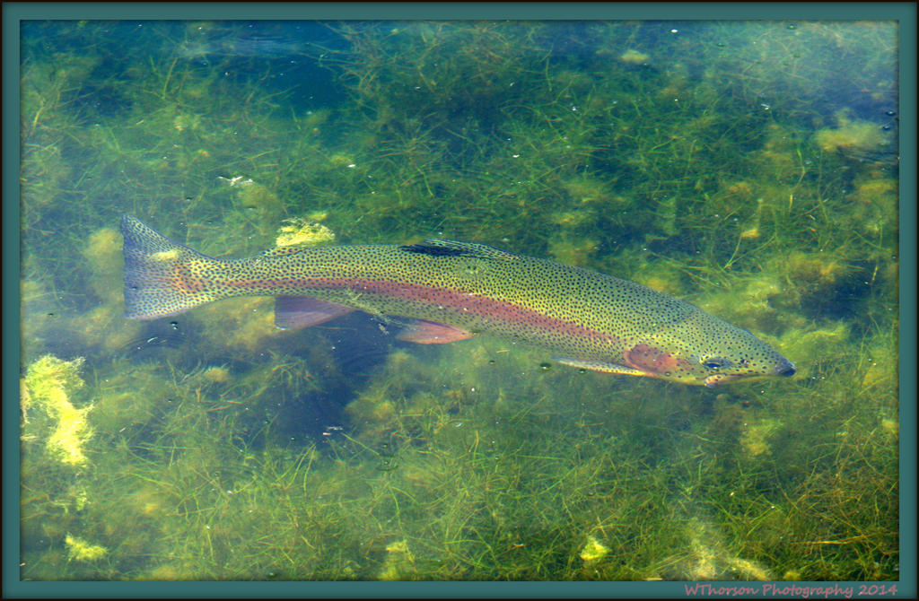 Rainbow Trout.jpg