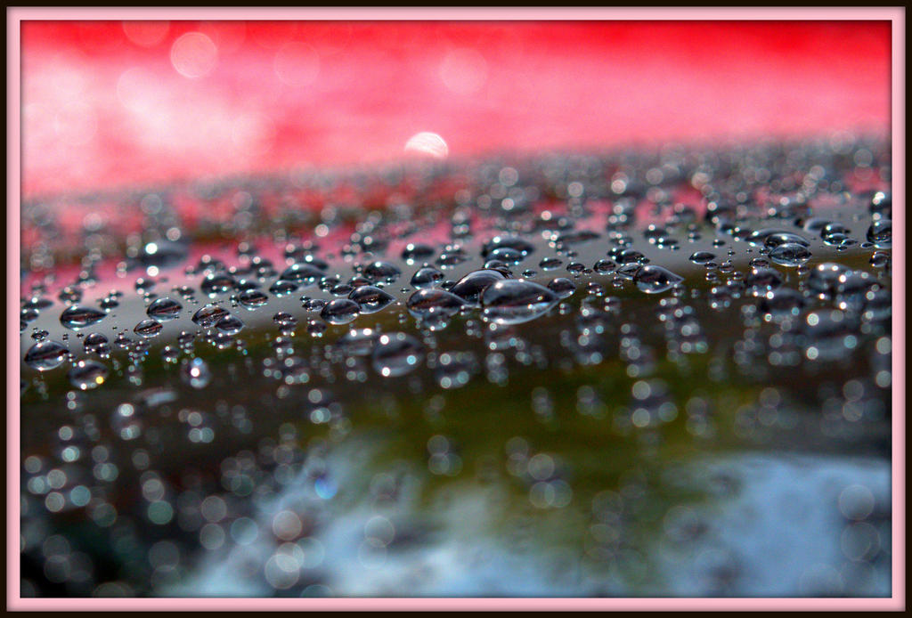 Raindrops on my Mustang.jpg