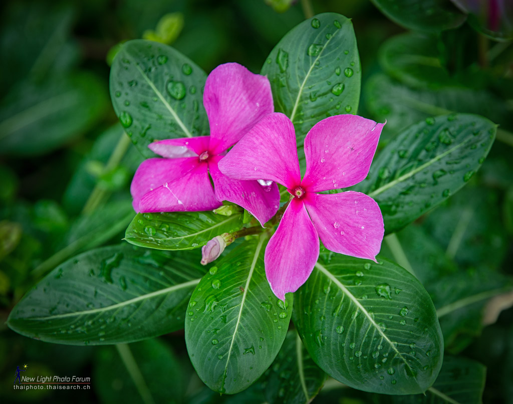 rainflower.jpg