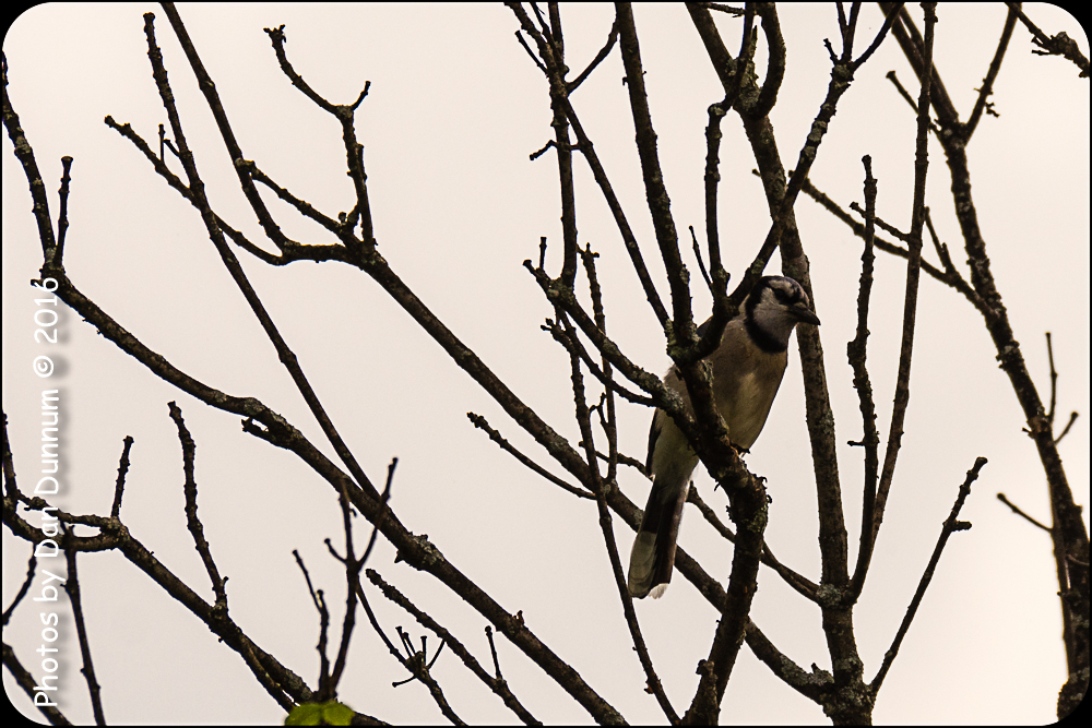 Rainy day and Birds-6347.jpg