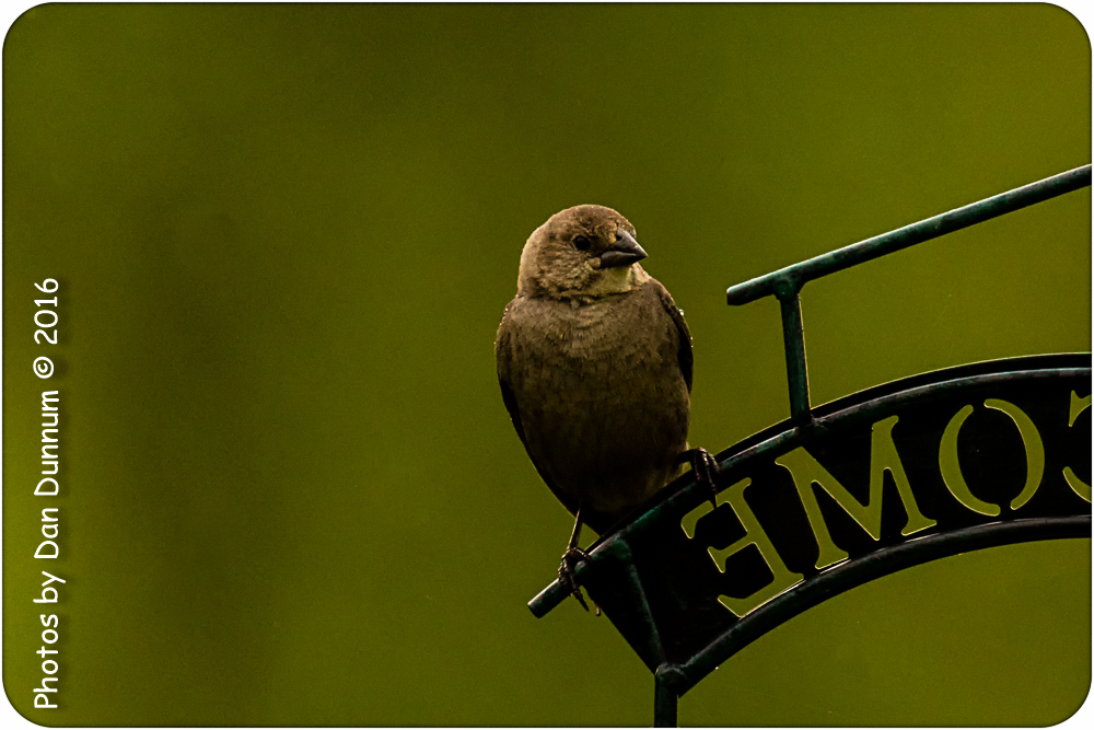 Rainy day and Birds-6370-Edit.jpg