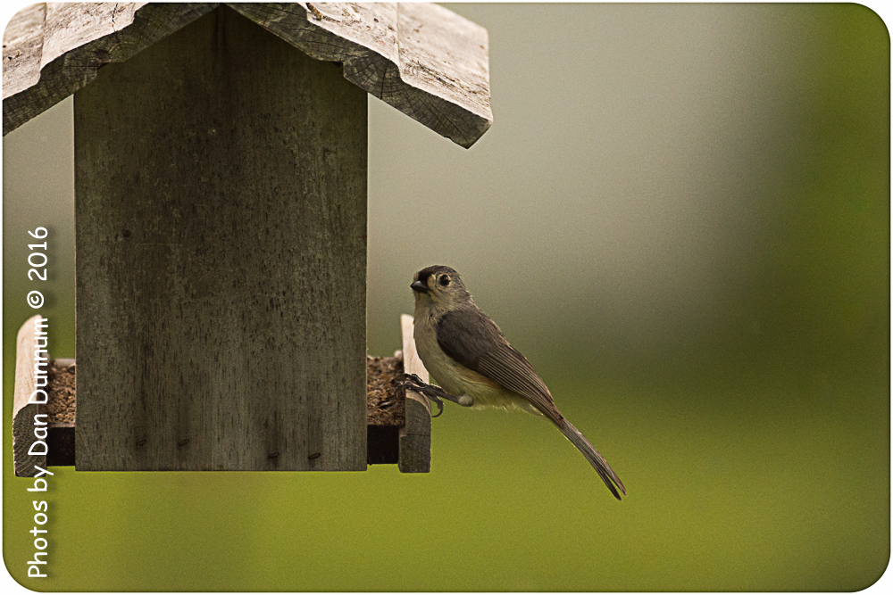 Rainy day and Birds-6381.jpg