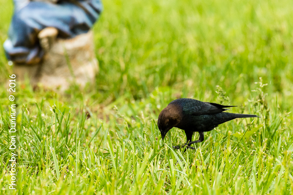 Rainy Day Birds-6080.jpg