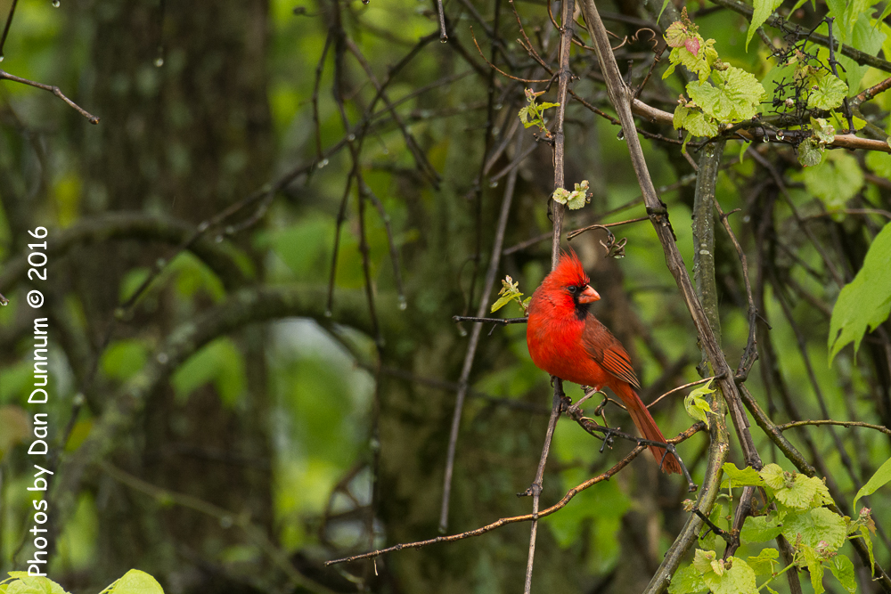 Rainy Day Birds-6098.jpg