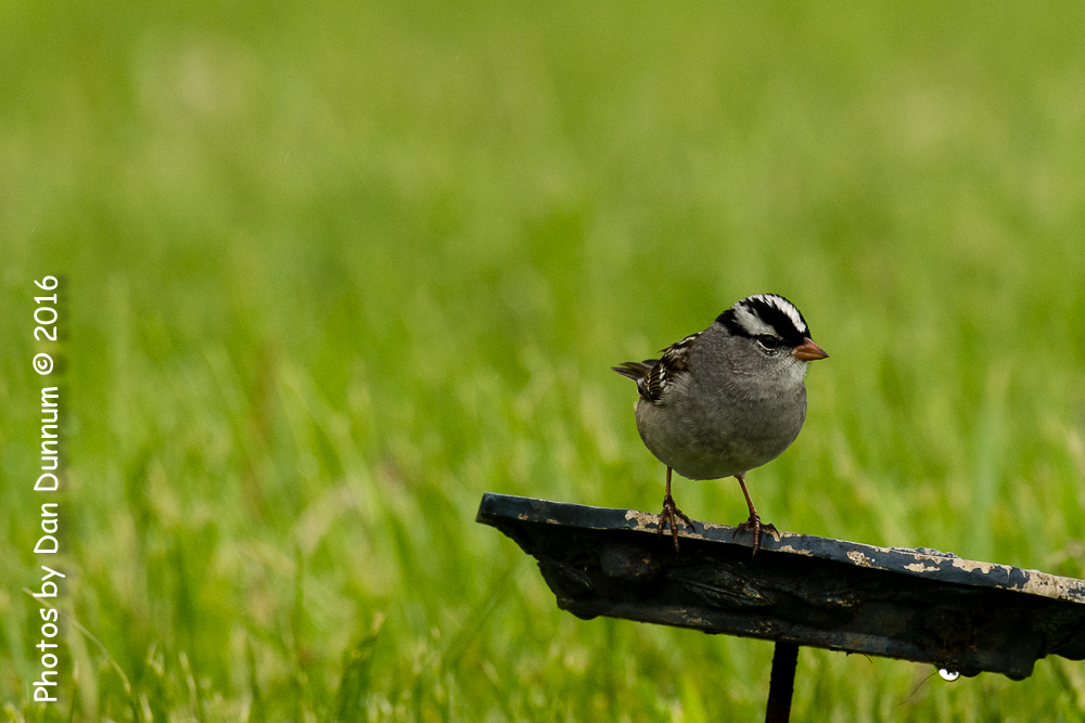 Rainy Day Birds-6106.jpg