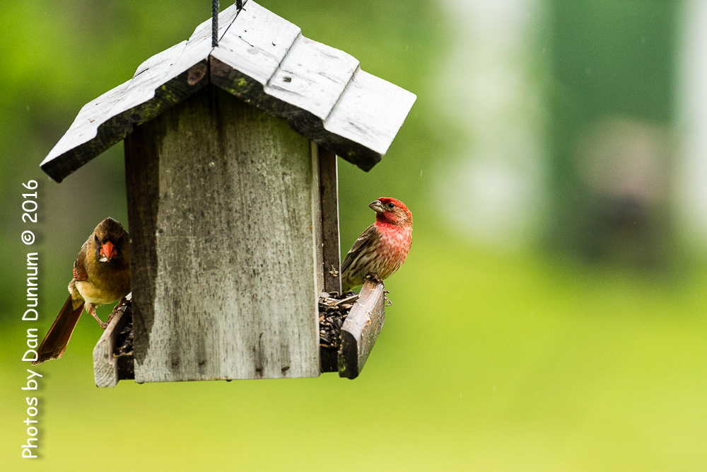 Rainy Day Birds-6113.jpg