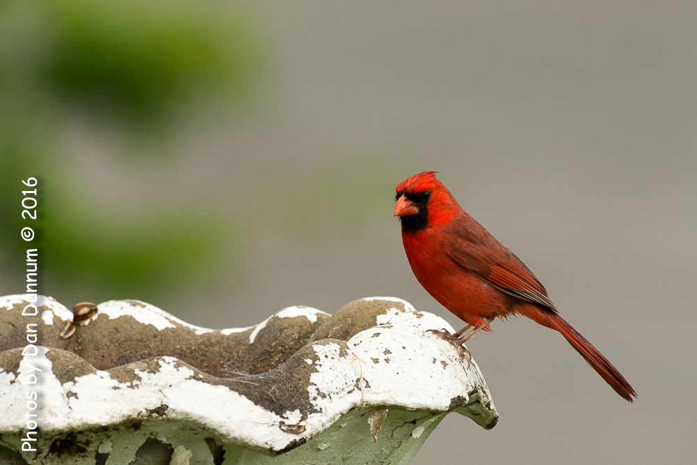 Rainy Day Birds-6122.jpg