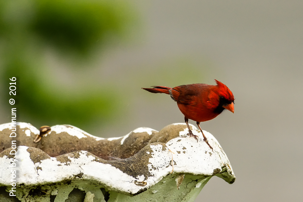 Rainy Day Birds-6124-Edit.jpg