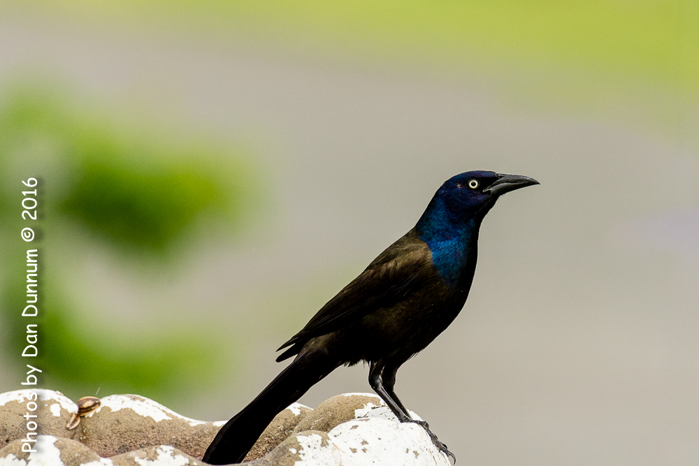 Rainy Day Birds-6126.jpg