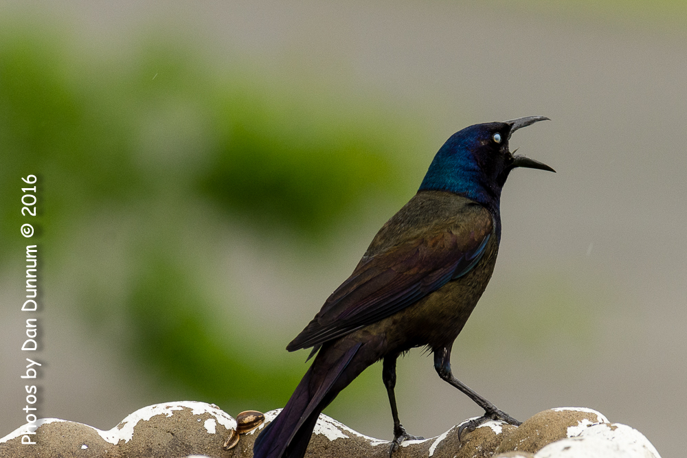 Rainy Day Birds-6129.jpg