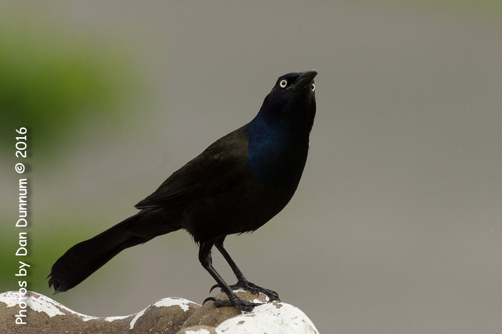 Rainy Day Birds-6131.jpg