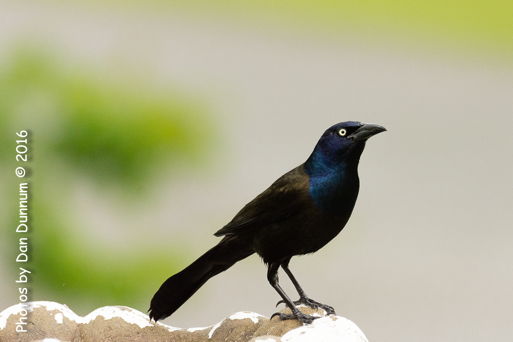 Rainy Day Birds-6132.jpg