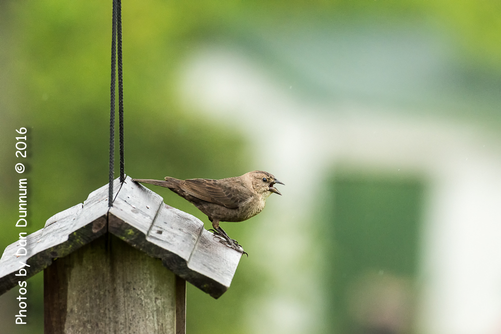 Rainy Day Birds-6142-Edit.jpg