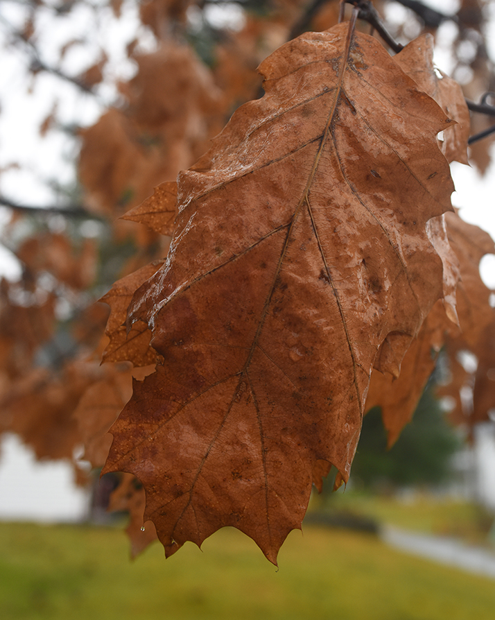Rainy day.jpg