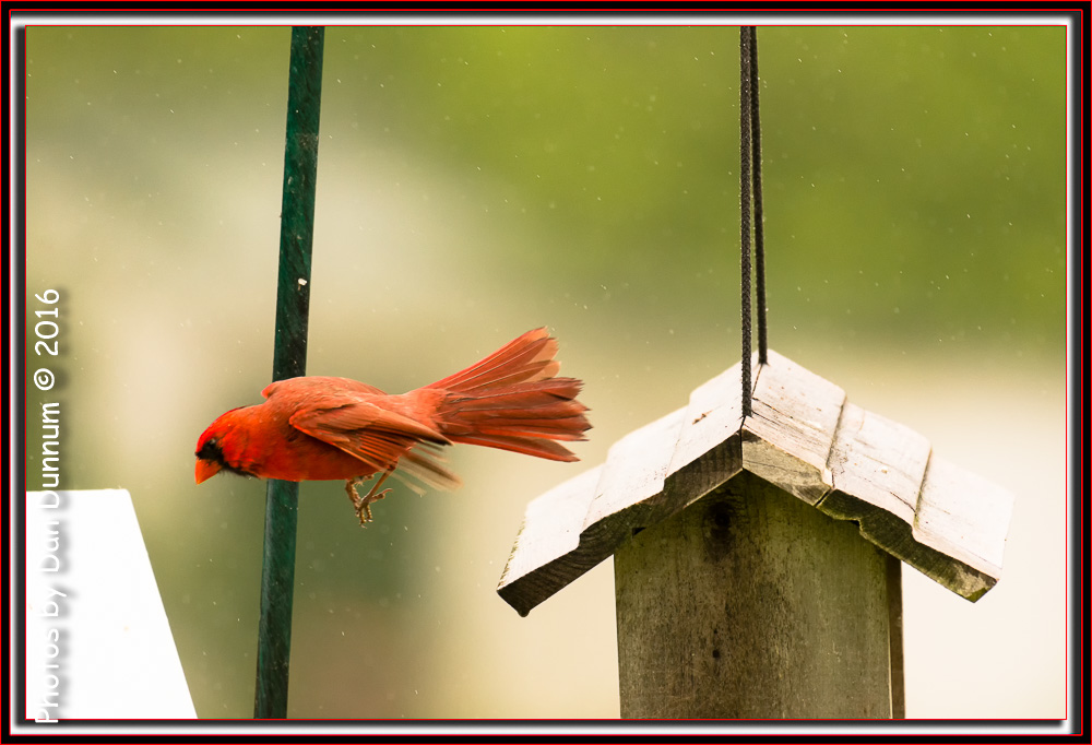 Rainy Days and Bird Watching-7654-Edit.jpg