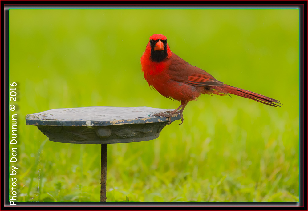 Rainy Days and Bird Watching-7656-Edit.jpg