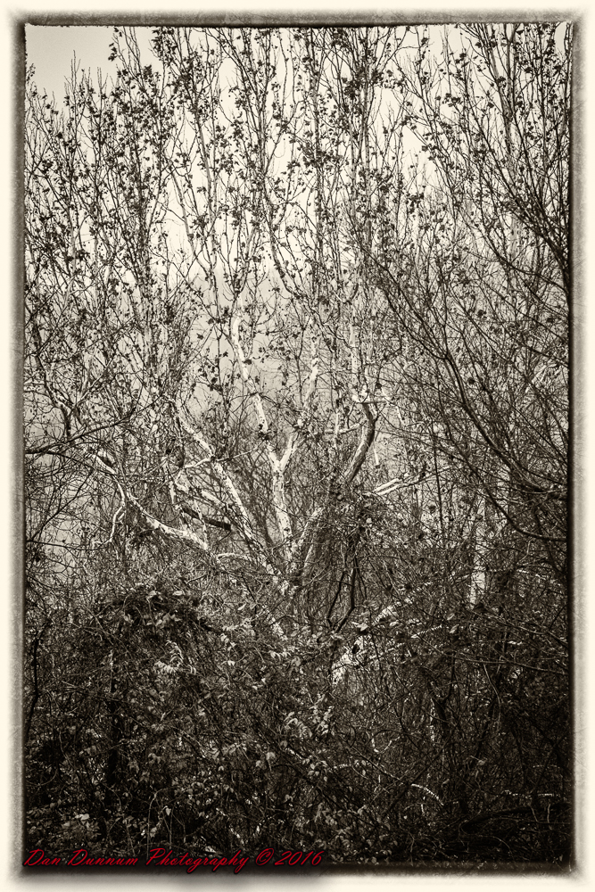 Rainy December Day-8201-Edit.jpg