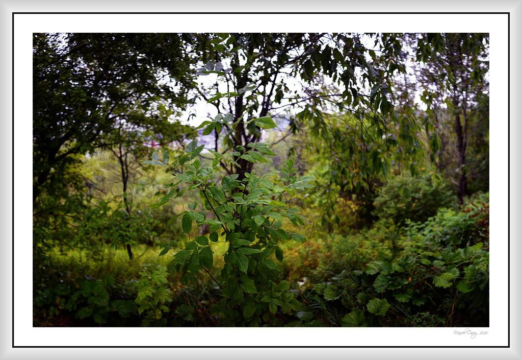 rainy morning panorama.jpg