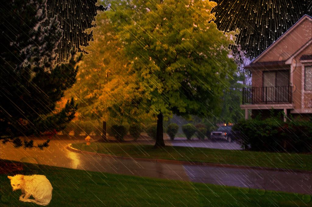 rainy nite copy w cat_pe2.jpg