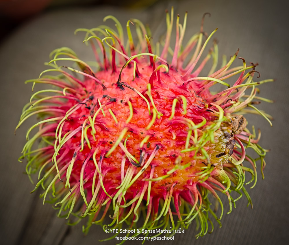 rambutan-1.jpg