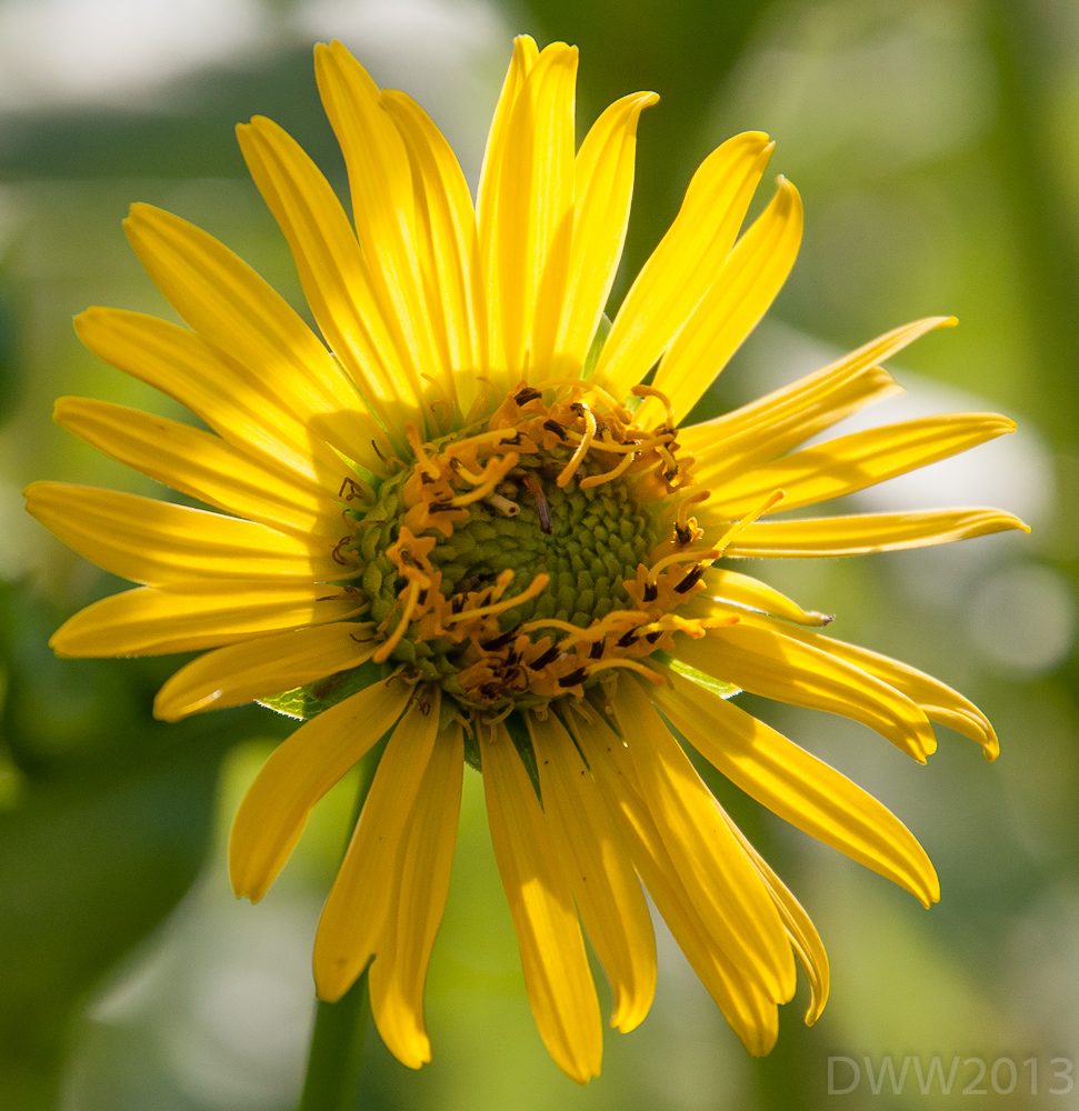 random flower1 (1 of 1).jpg