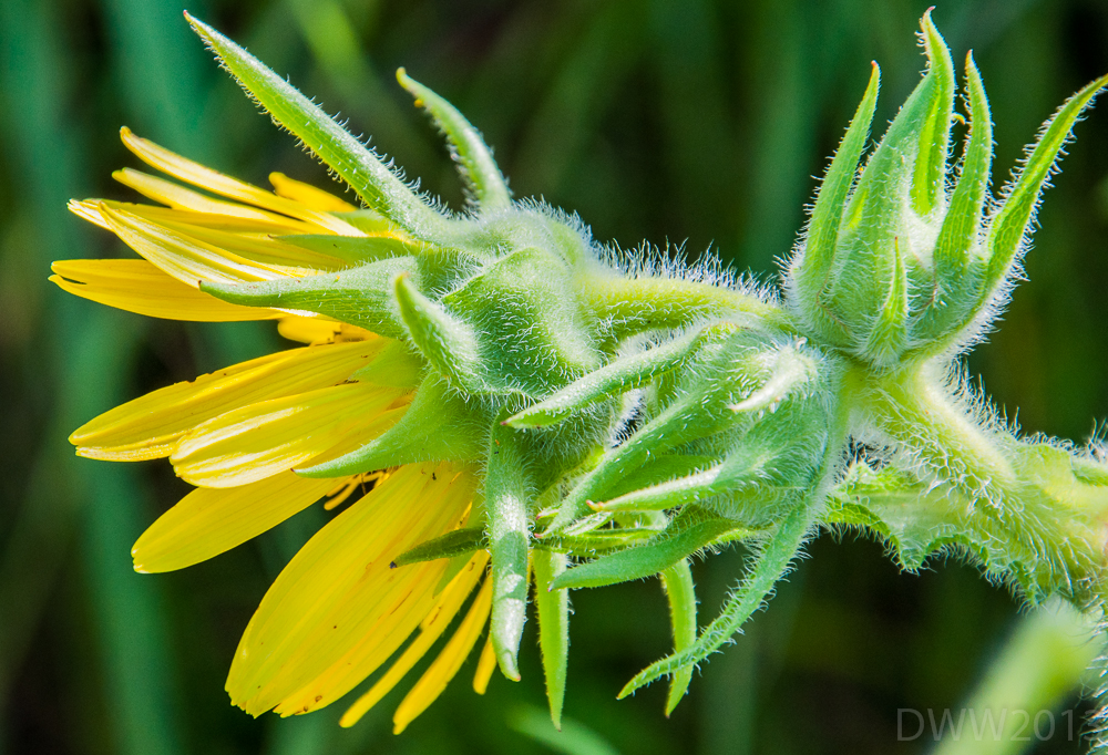 random flower3 (1 of 1).jpg