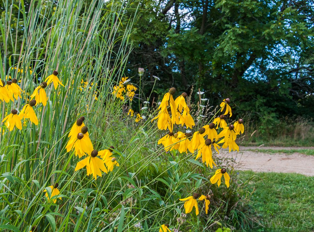Random yellow flowers (1 of 1).jpg
