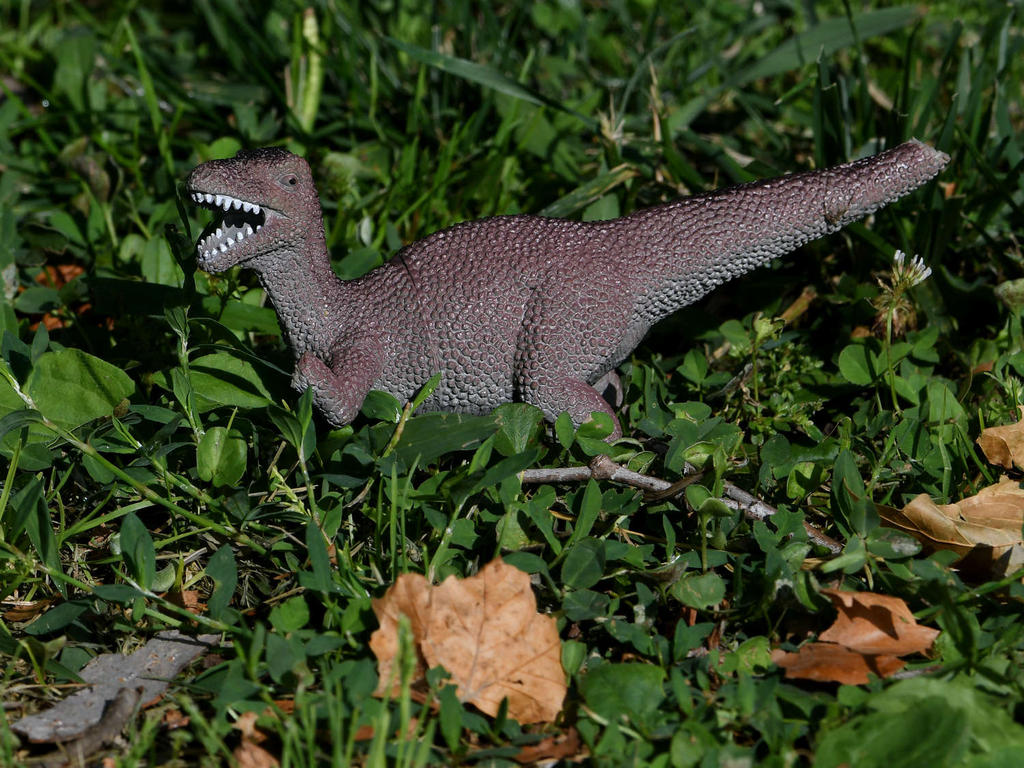 Raptor.jpg