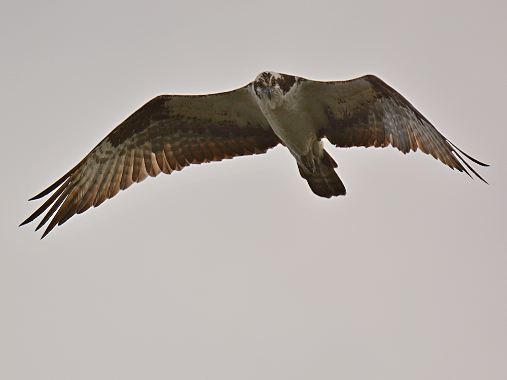 Raptor17.jpg