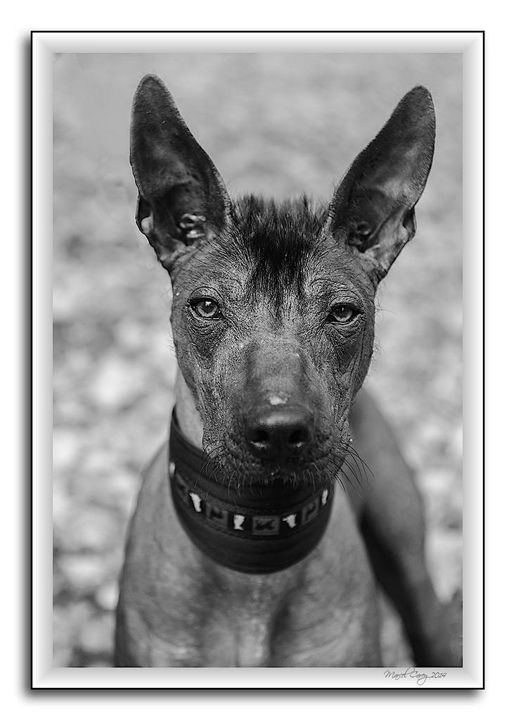 Rare Breed - copie.jpg