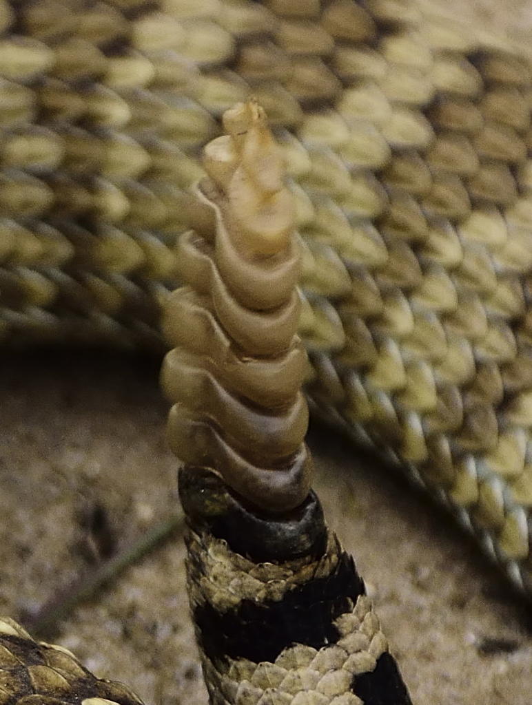 rattle-closeup.jpg