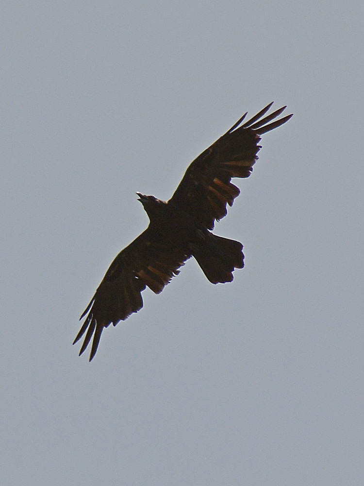 Raven.jpg
