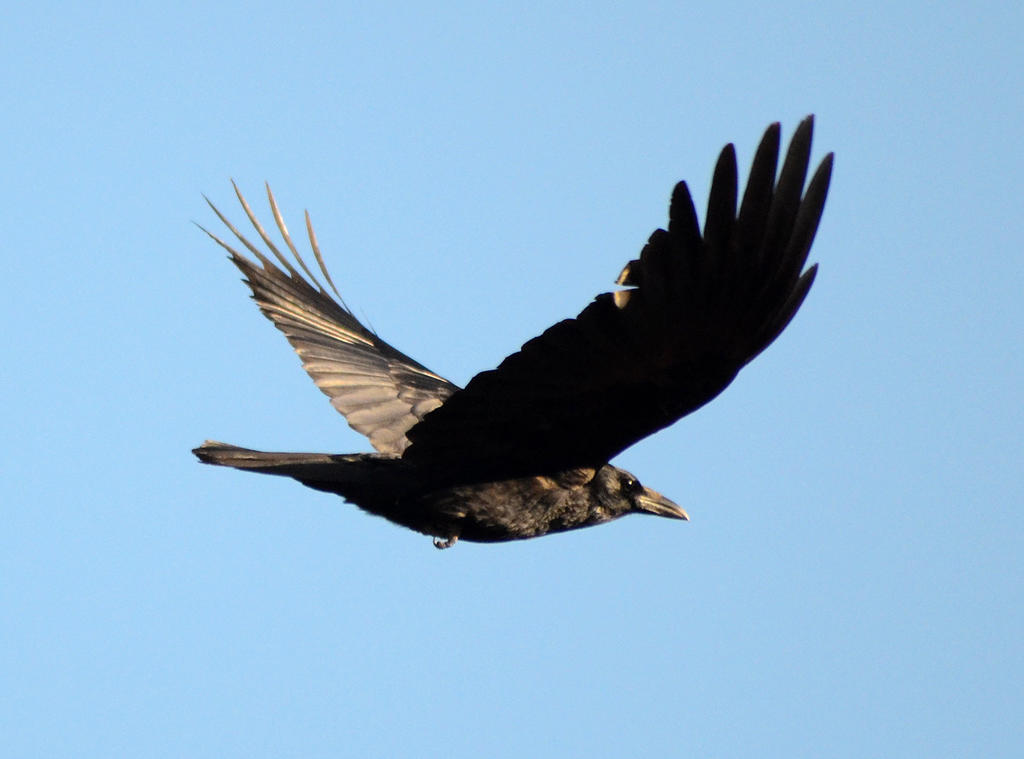 Raven.jpg