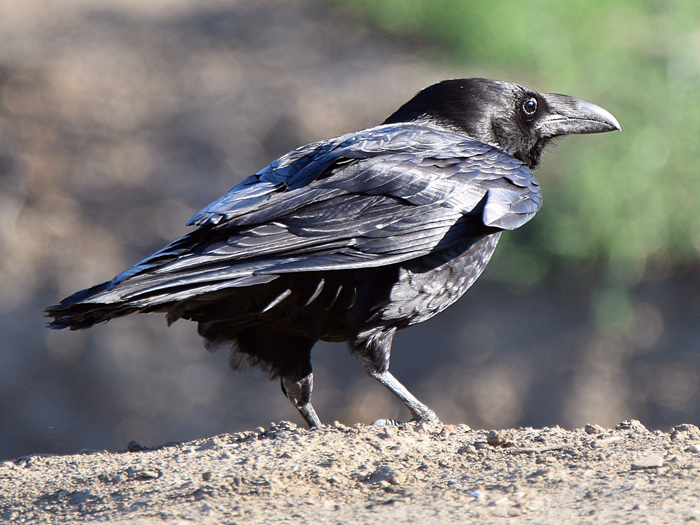 Raven.jpg