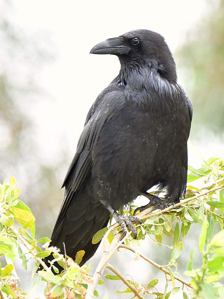 Raven.jpg