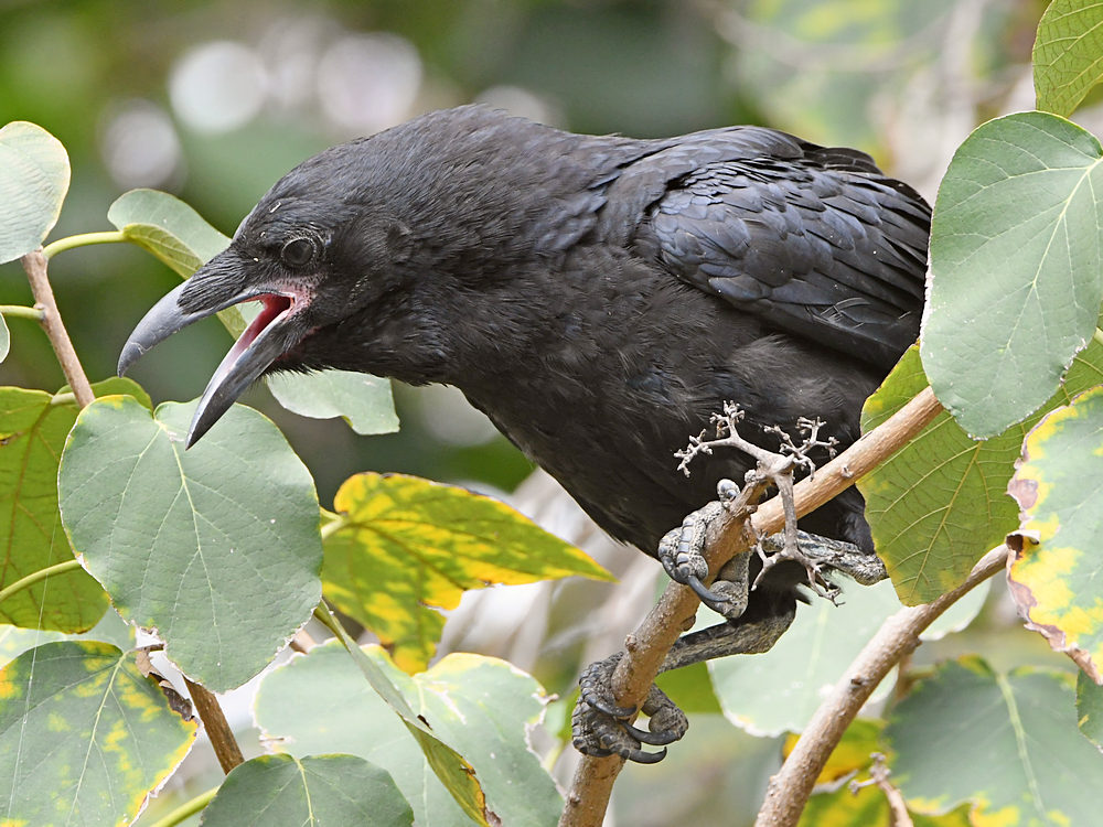 Raven15.jpg