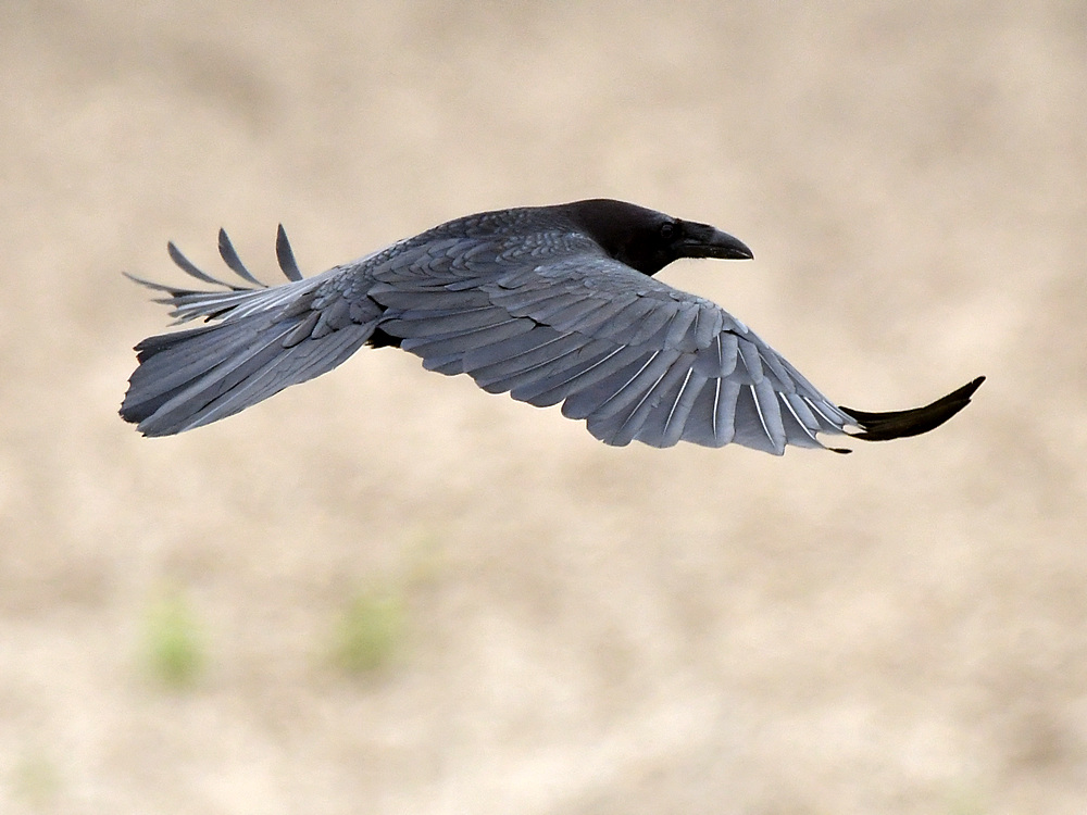 Raven2.jpg