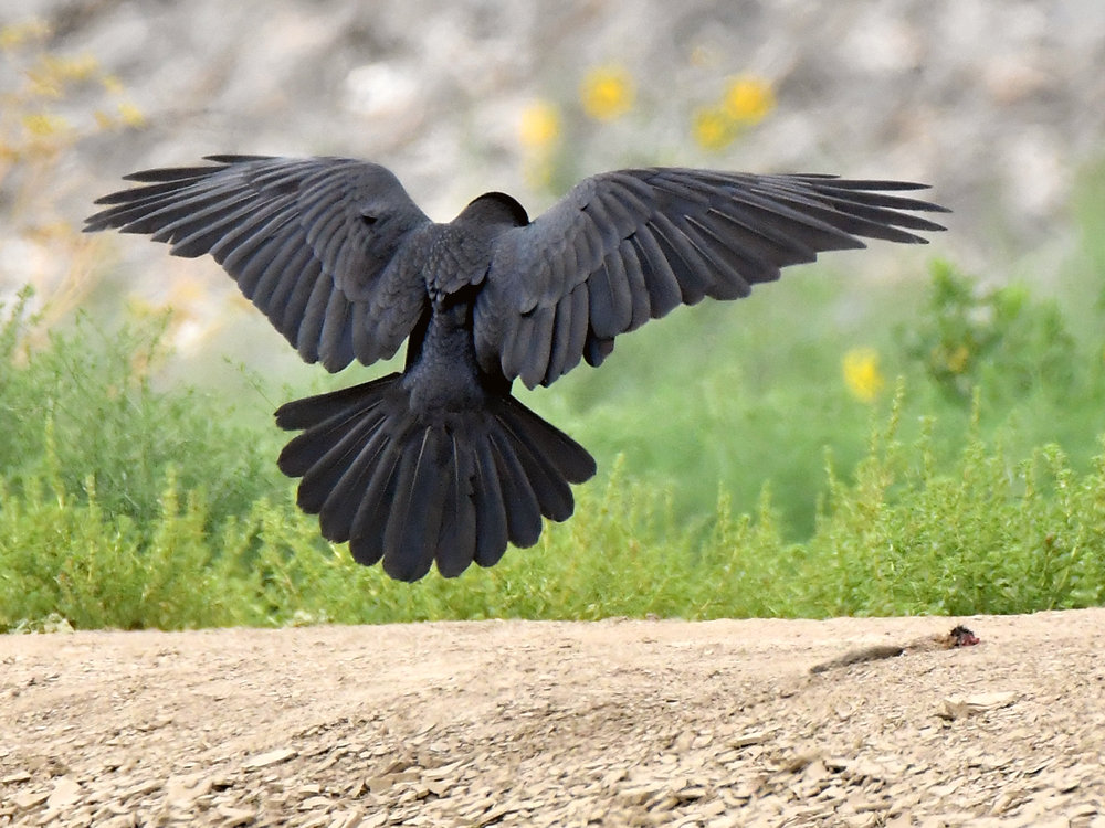 Raven3.jpg