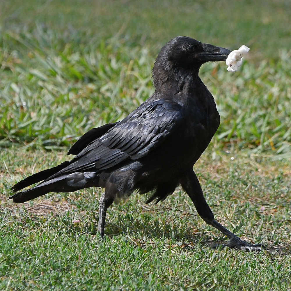 Raven5.jpg