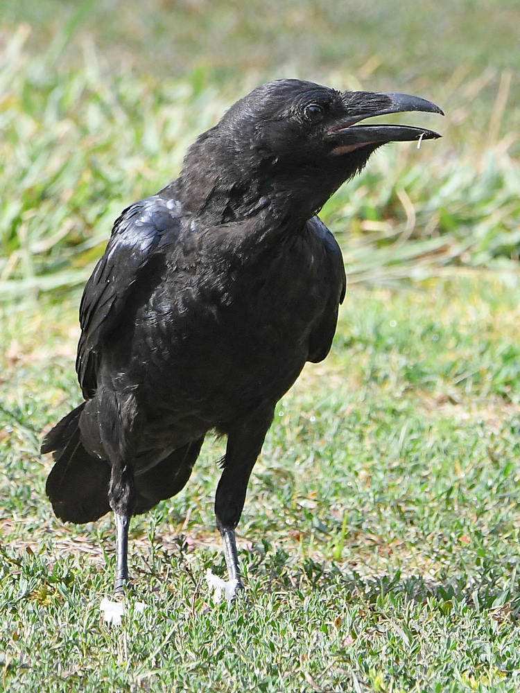 Raven6.jpg