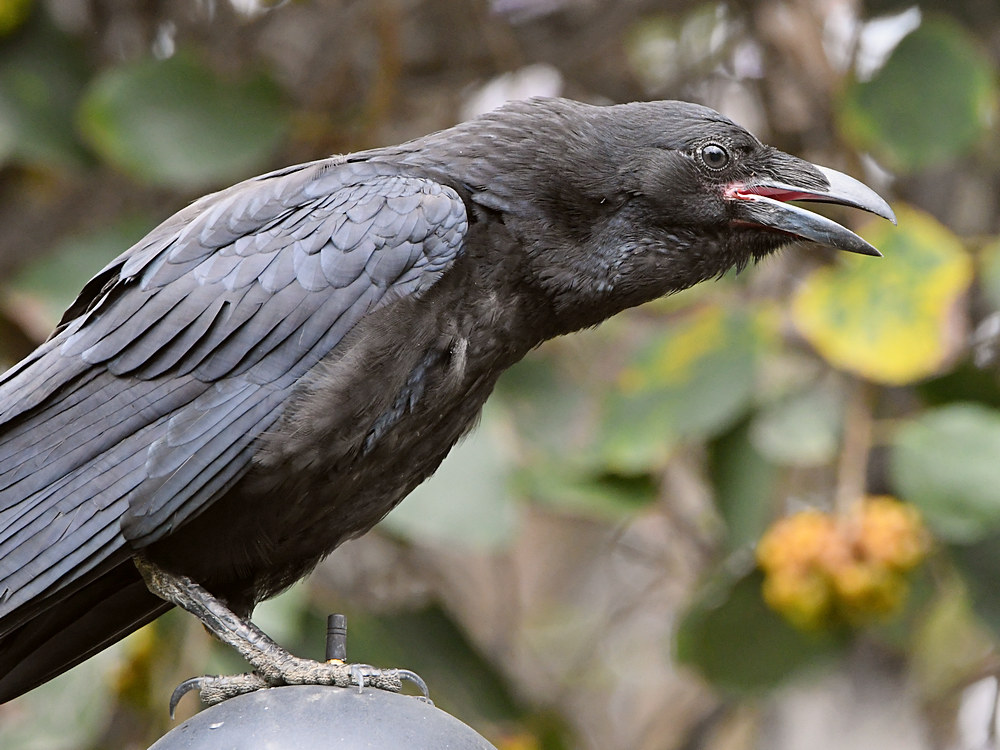 Raven8.jpg