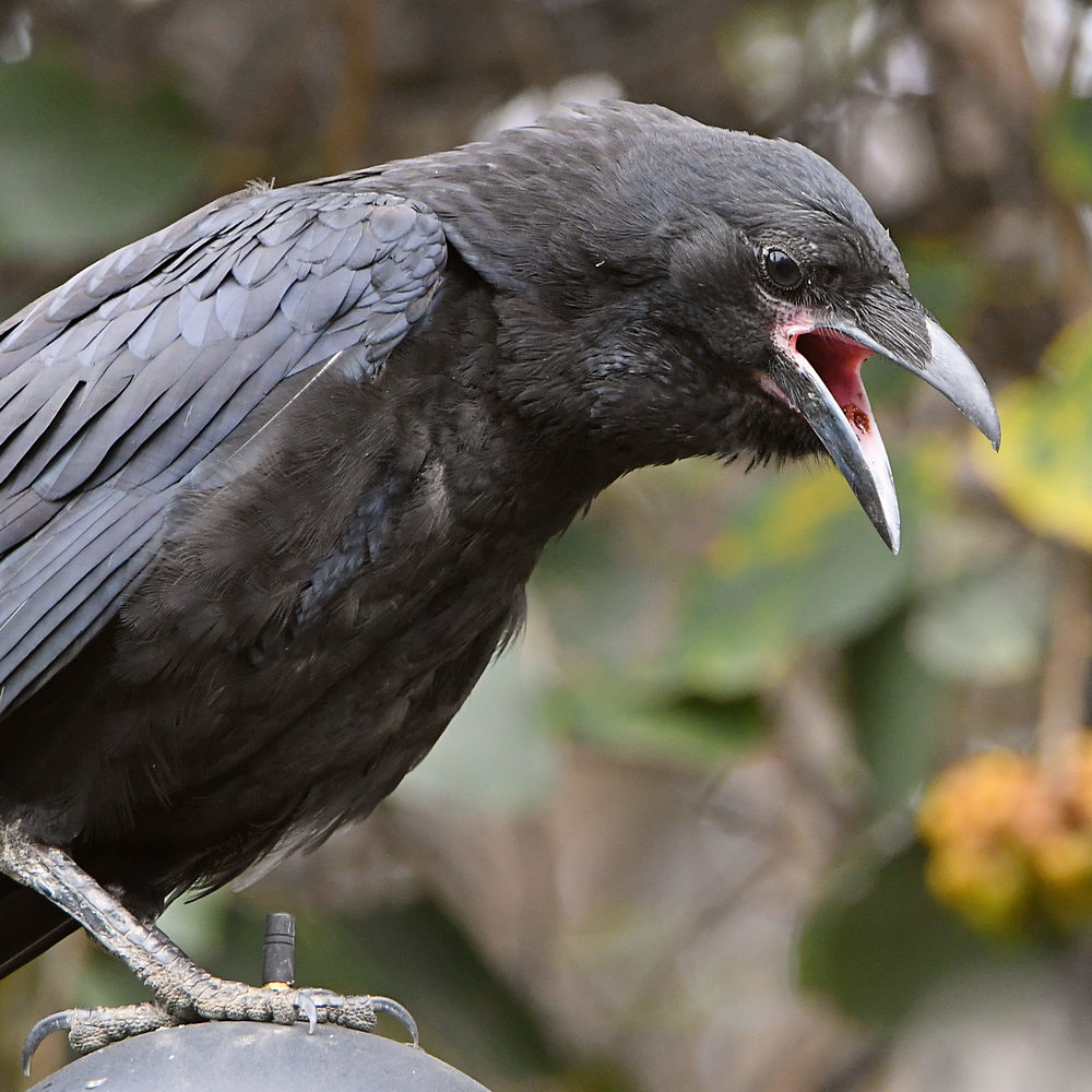 Raven9.jpg