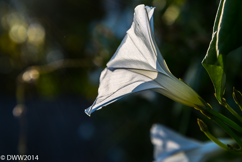 Rays (1 of 1).jpg