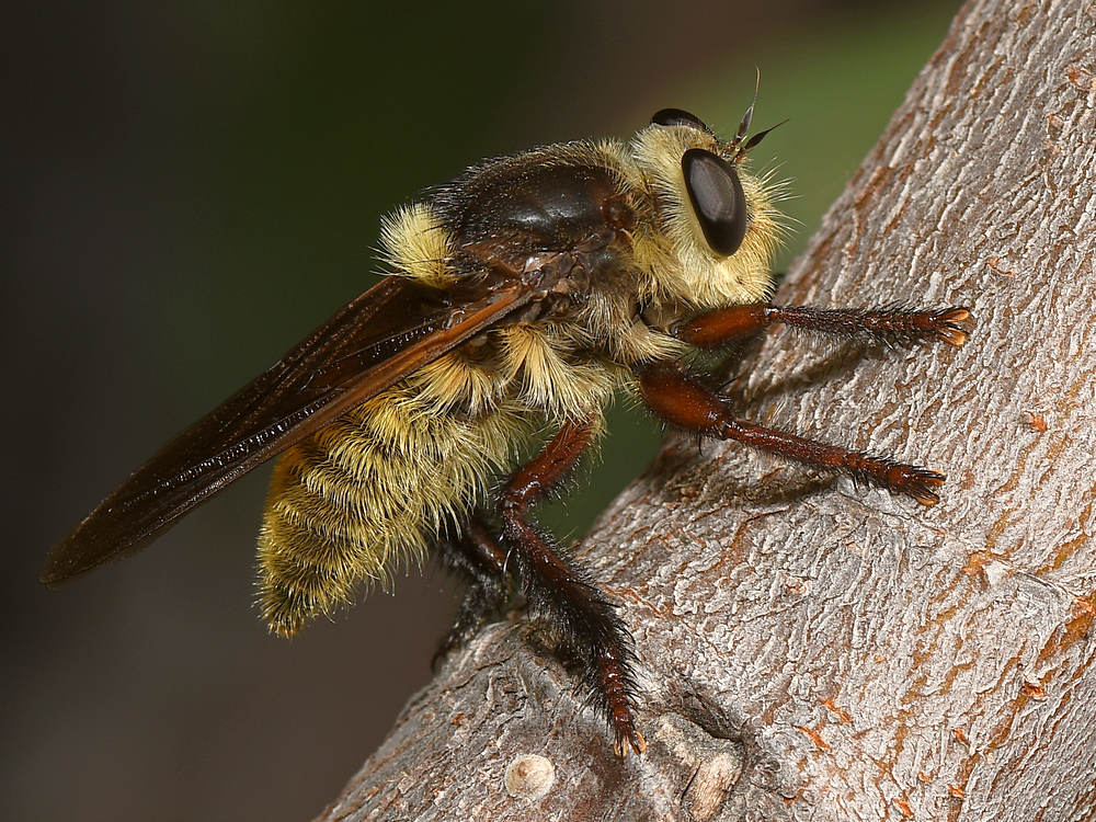 RbberFly.jpg