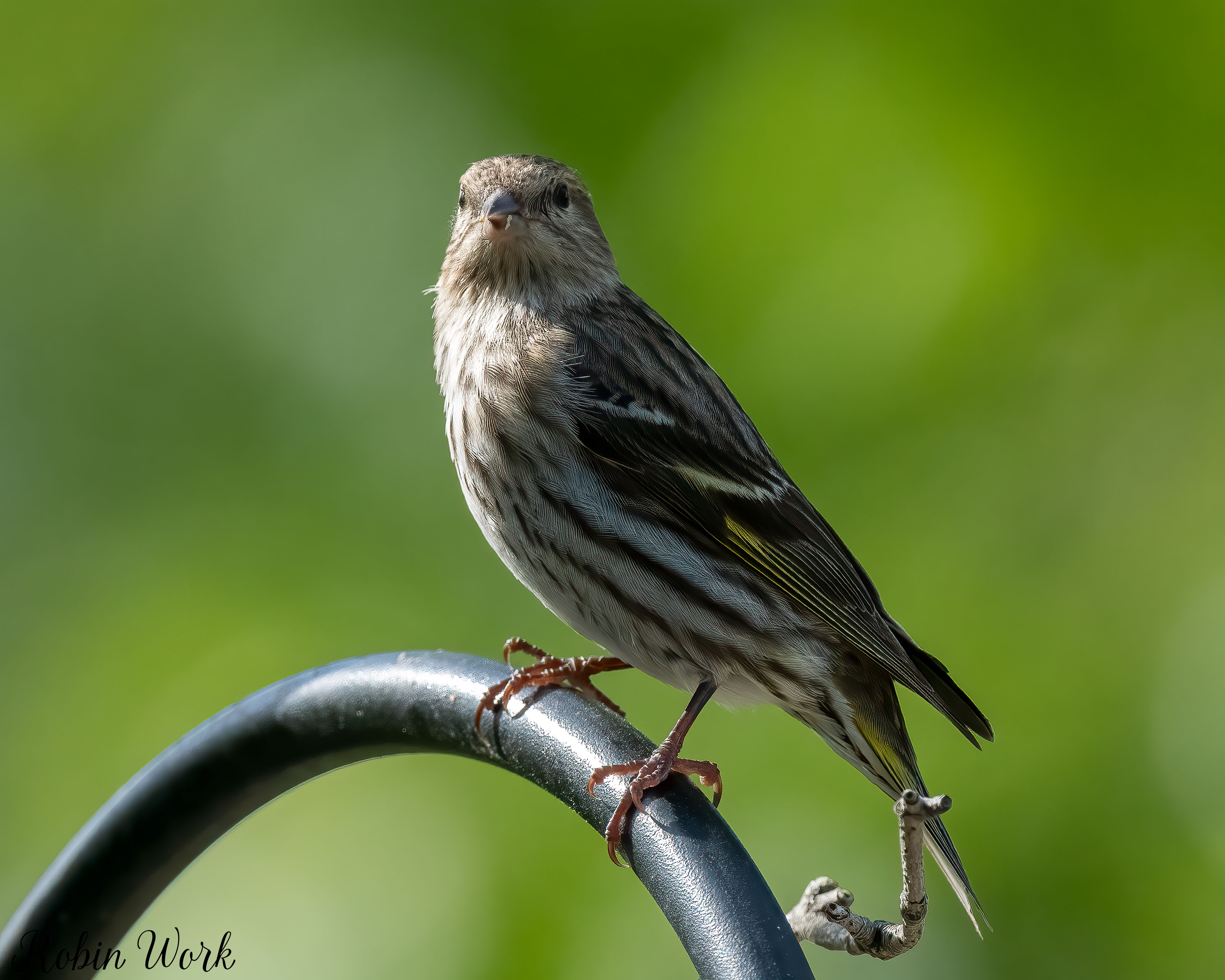 RD5_0071-Edit-Edit.jpg