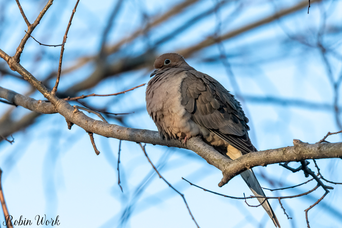 RD5_0095-Edit.jpg