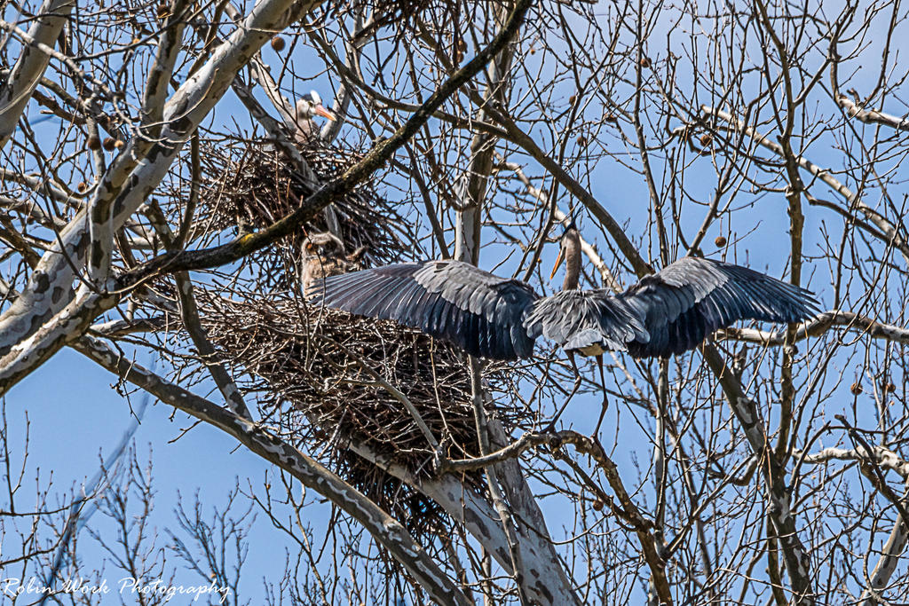 Great Horned Owl - Apparently, the owls found the nest and started a family before any of the herons returned to start their broods for this season. And they have been putting up with each other. I don't think the herons or the owls are very comfortable with each other presence.