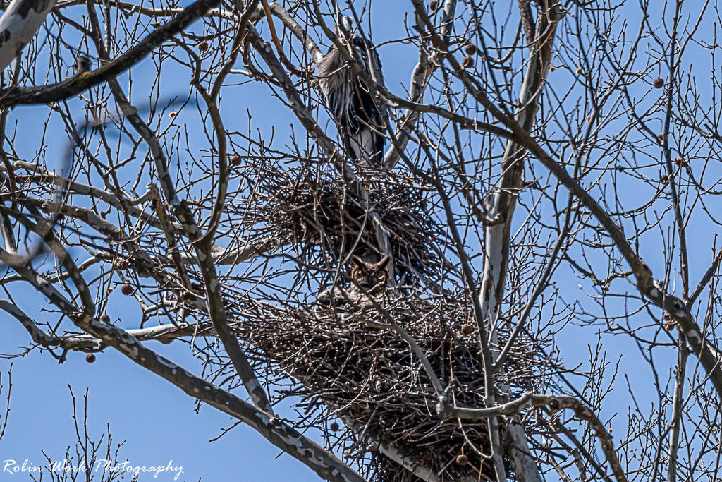 Great Horned Owl