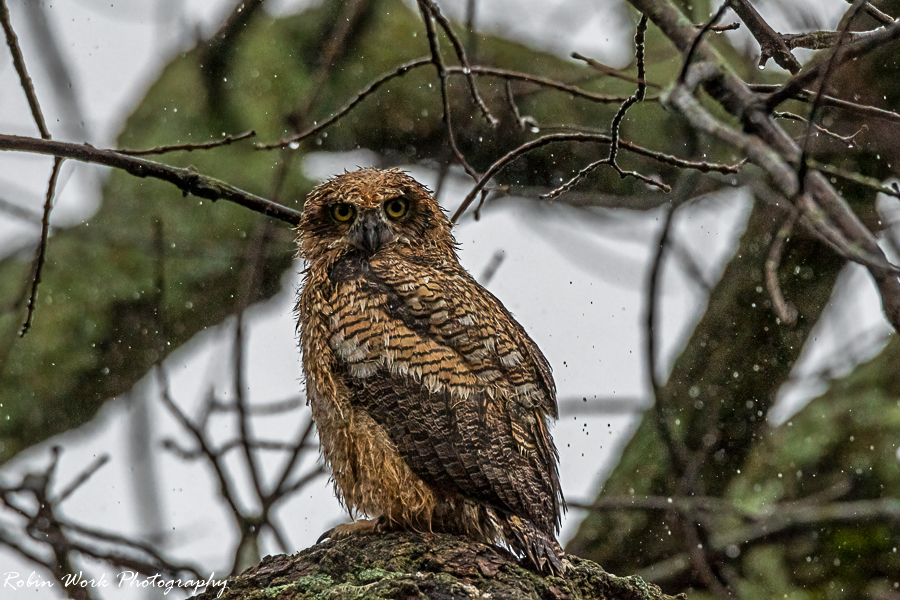 Great Horned Owl