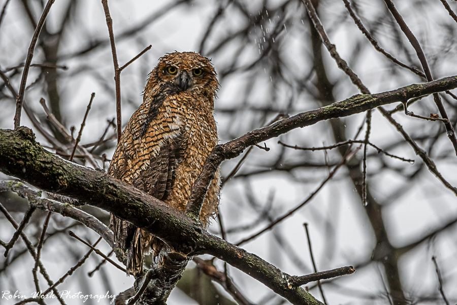 Great Horned Owl - First day out of the nest
